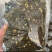 百香果籽