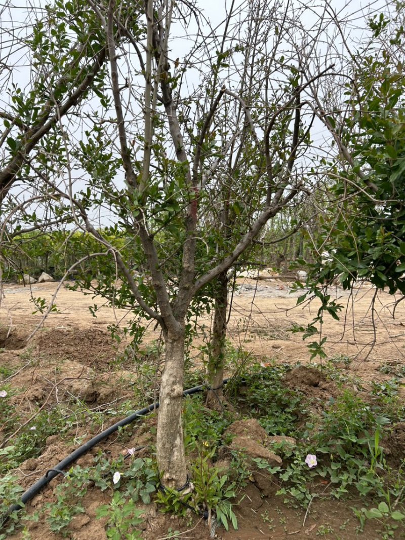 山东蒙阳红石榴树