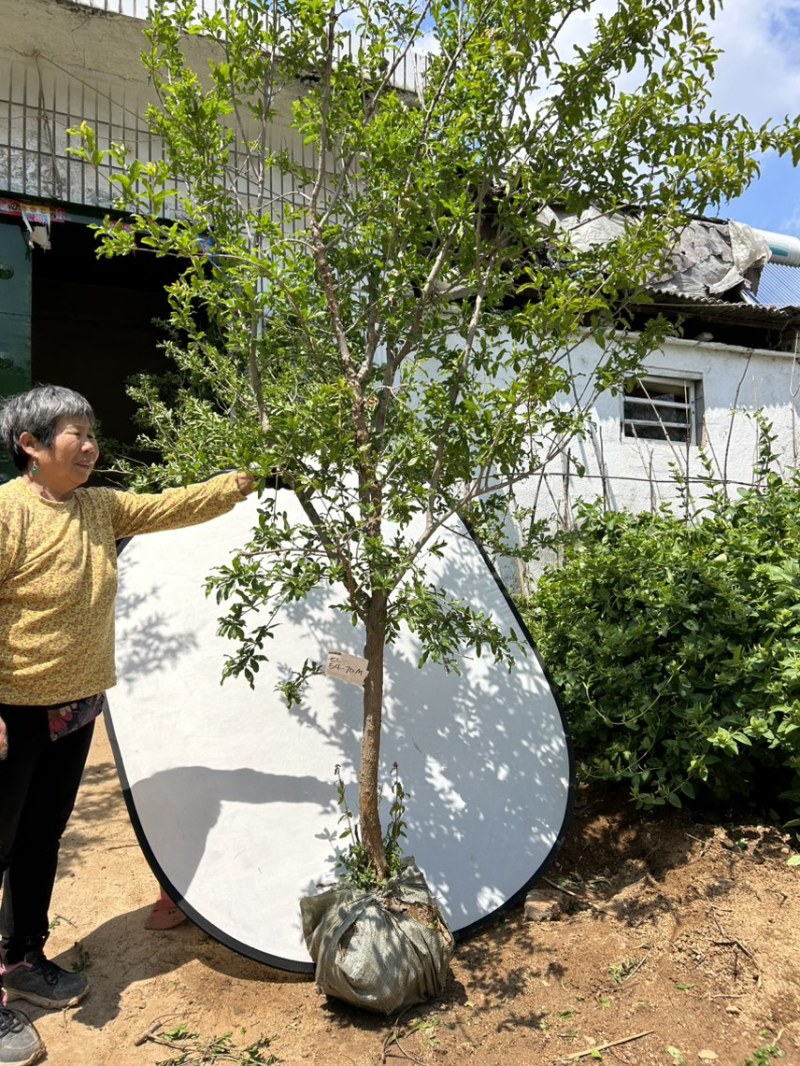 山东蒙阳红石榴树