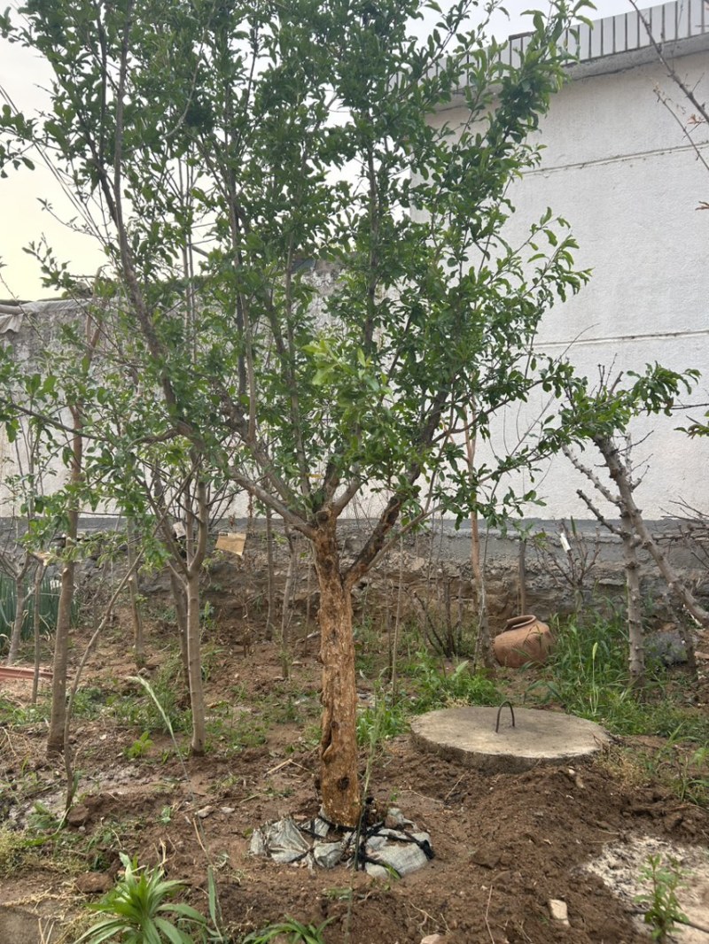 山东蒙阳红石榴树