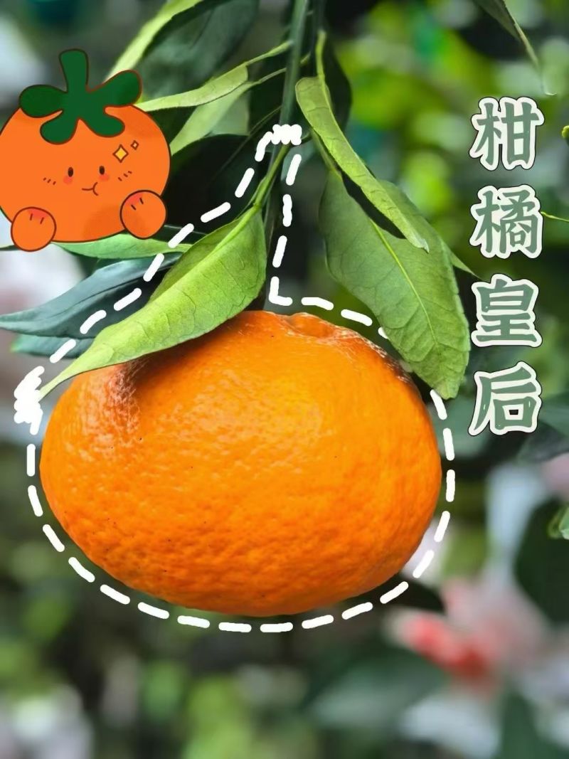 大橘甘平自然成熟，甘平越大的越甜，喜欢甜口拍大一些