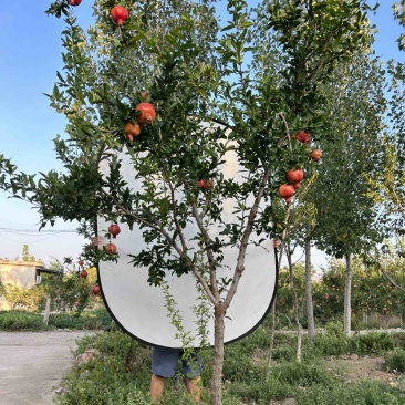 山东蒙阳红石榴树