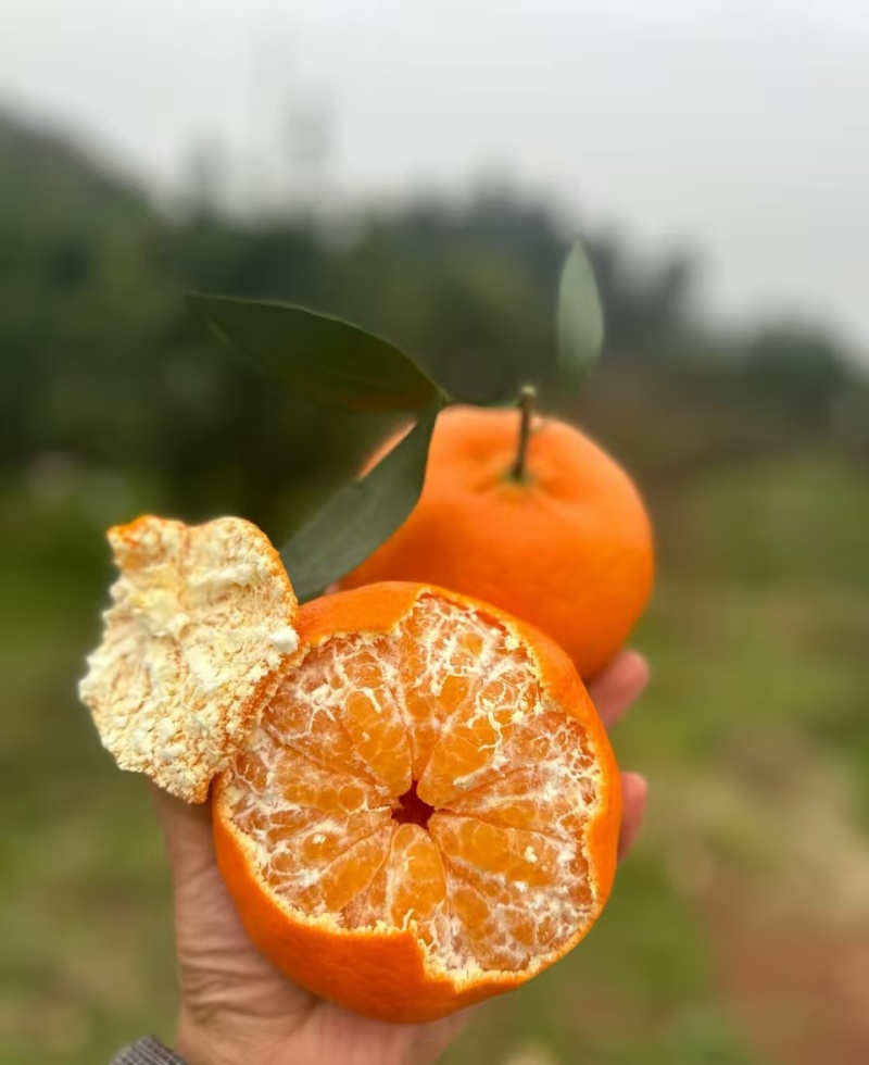 大橘甘平自然成熟，甘平越大的越甜，喜欢甜口拍大一些