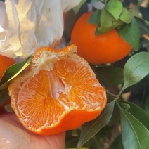 大橘甘平自然成熟，甘平越大的越甜，喜欢甜口拍大一些