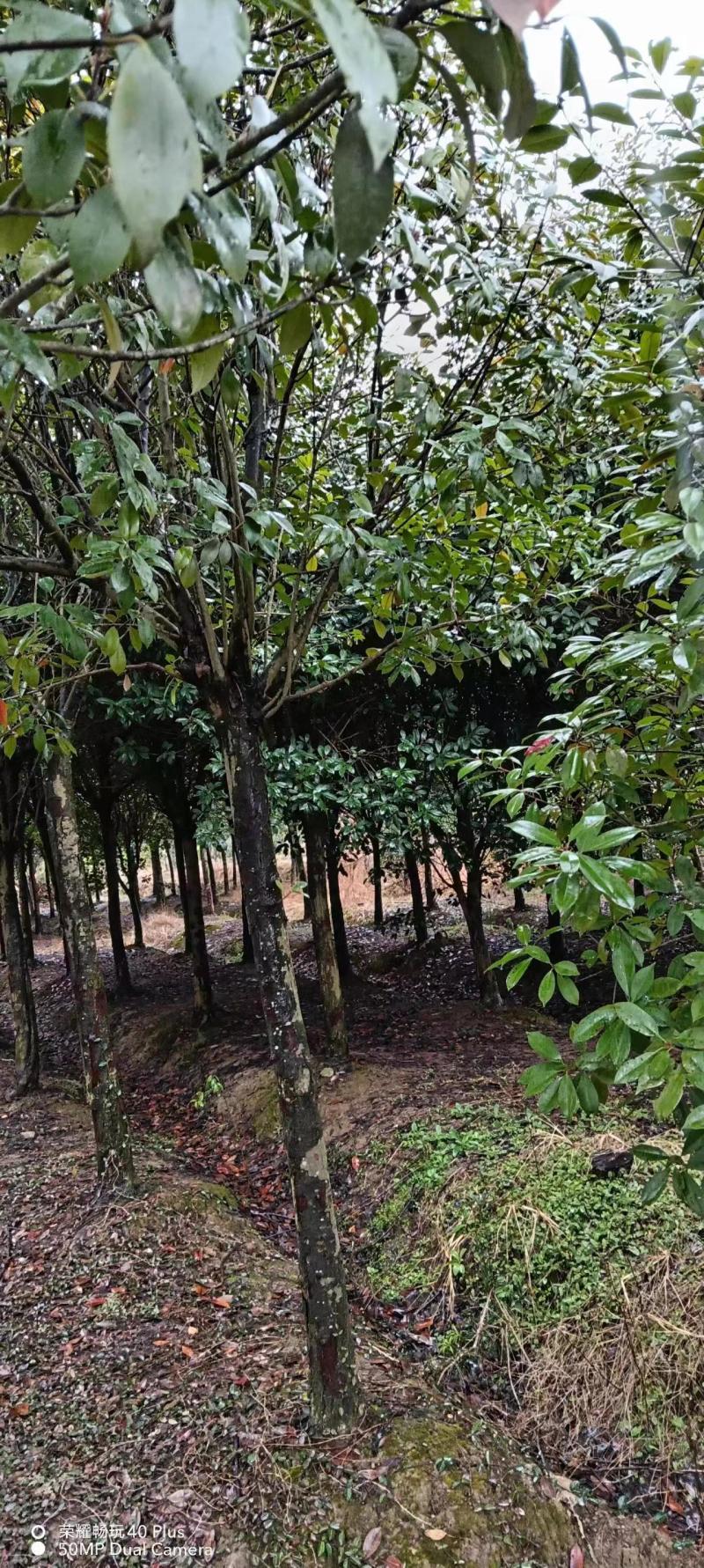 桂花树