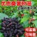 果园直发桑树苗无籽大十台湾长果桑四季桑葚苗保真品成活