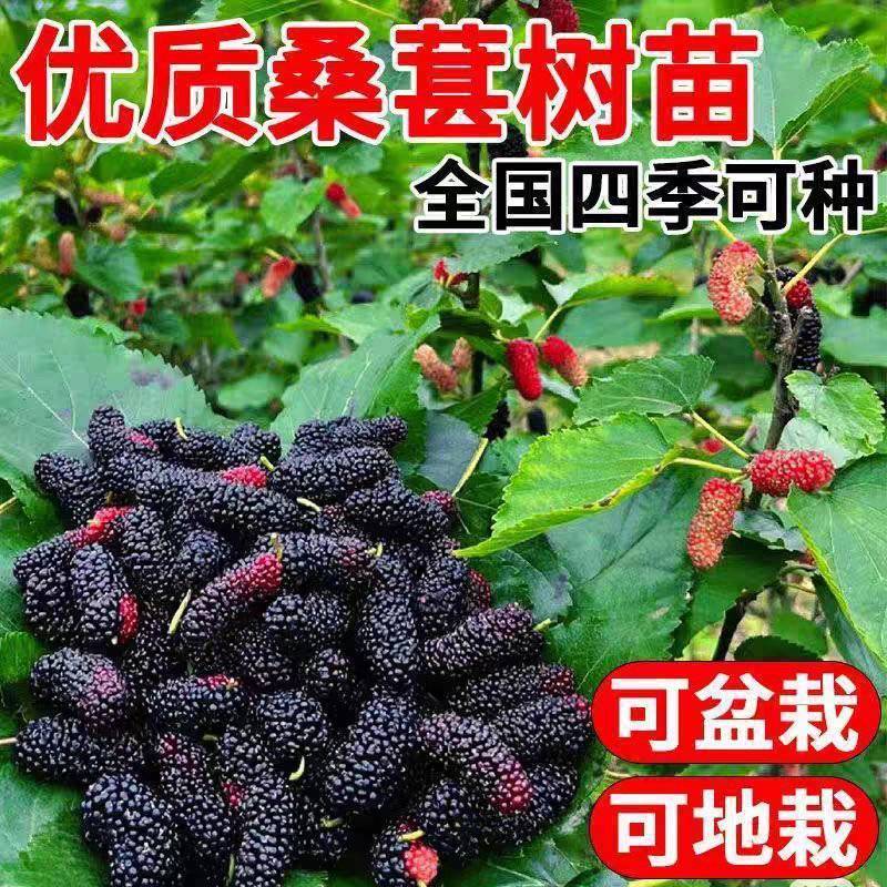 果园直发桑树苗无籽大十台湾长果桑四季桑葚苗保真品成活