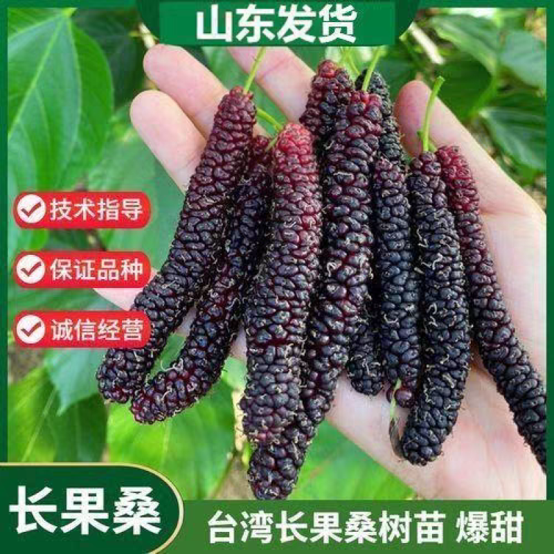果园直发桑树苗无籽大十台湾长果桑四季桑葚苗保真品成活