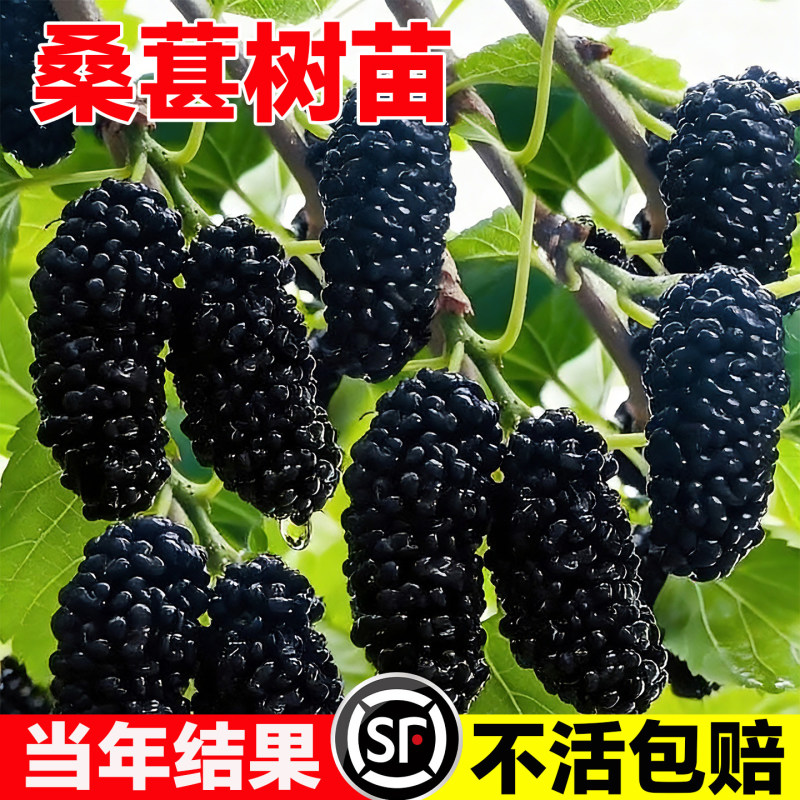 果园直发桑树苗无籽大十台湾长果桑四季桑葚苗保真品成活