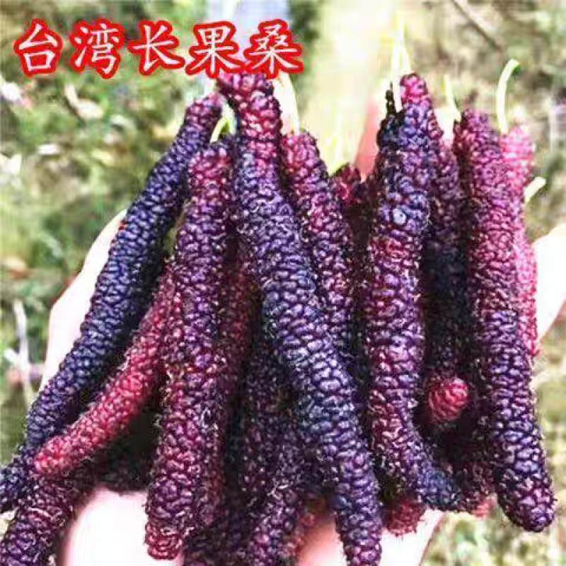 果园直发桑树苗无籽大十台湾长果桑四季桑葚苗保真品成活