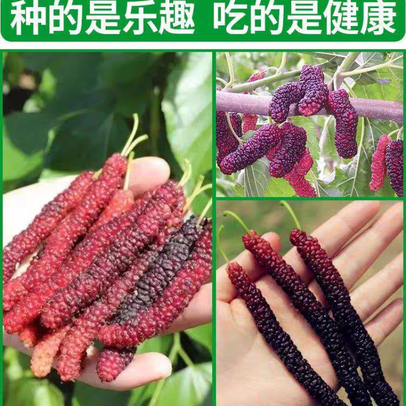 果园直发桑树苗无籽大十台湾长果桑四季桑葚苗保真品成活