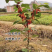 果园直发桑树苗无籽大十台湾长果桑四季桑葚苗保真品成活