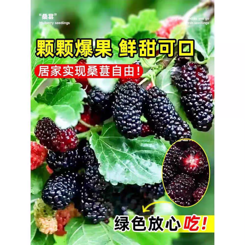 果园直发桑树苗无籽大十台湾长果桑四季桑葚苗保真品成活