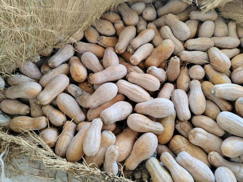 【蜜本南瓜】优质南瓜四川蜜本南瓜产地直发口感面甜