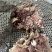 五香全熟牛头肉，天天现煮，欢迎品尝