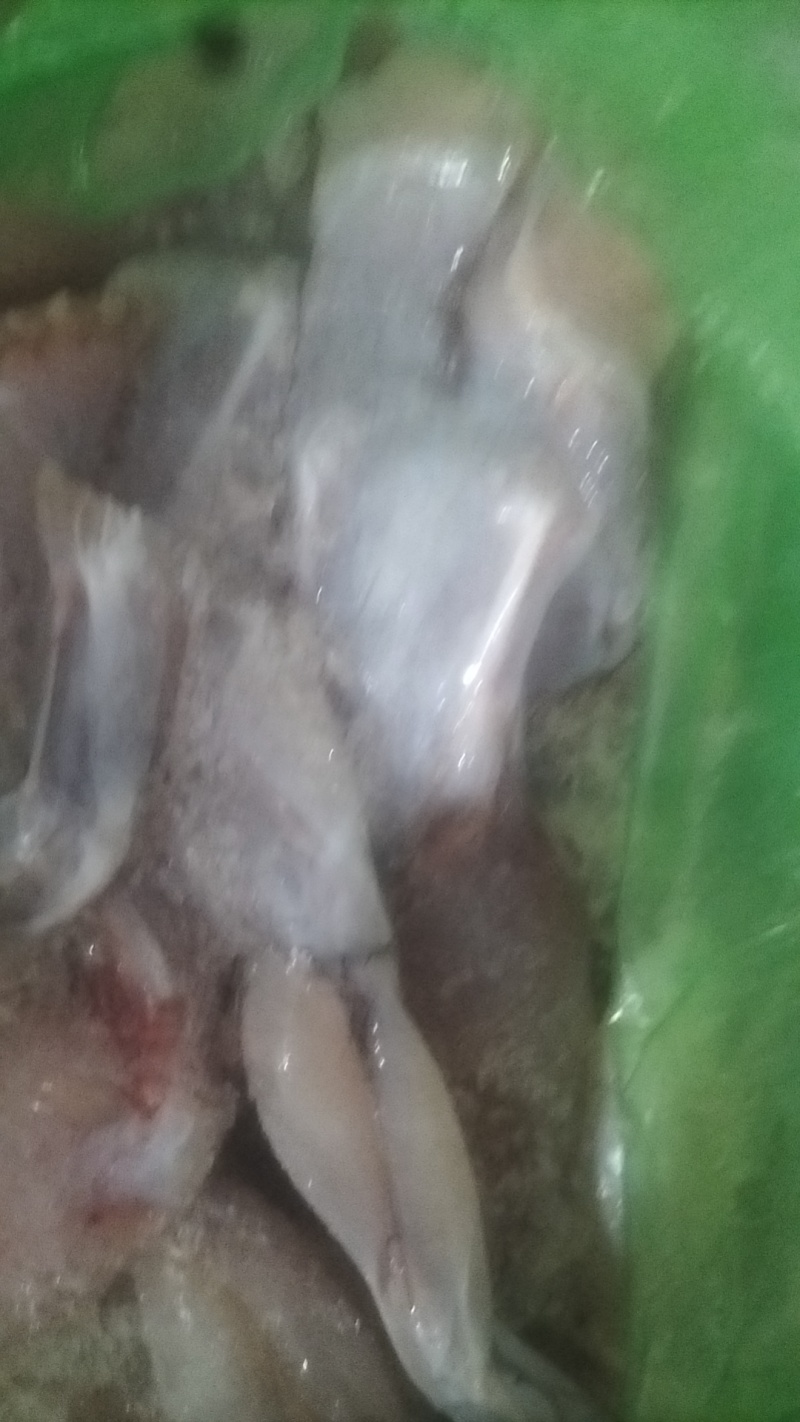4-6量中蛙，生鲜冷冻牛蛙。