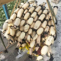 鄂莲六号6号莲藕江苏莲藕产地直发荷塘直采