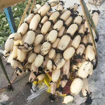 鄂莲六号6号莲藕江苏莲藕产地直发荷塘直采