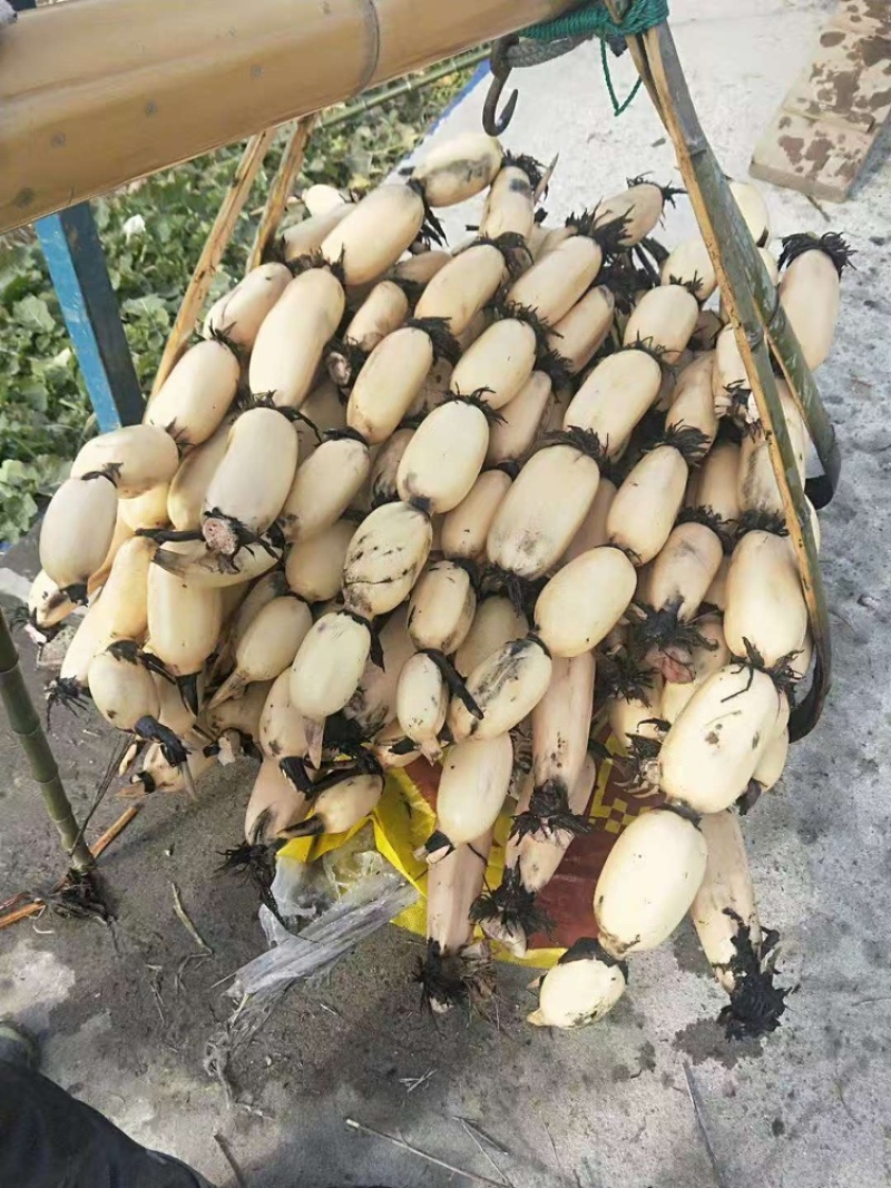 鄂莲六号6号莲藕江苏莲藕产地直发荷塘直采