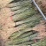 木姜子苗山仓子苗基地直发量大从优
