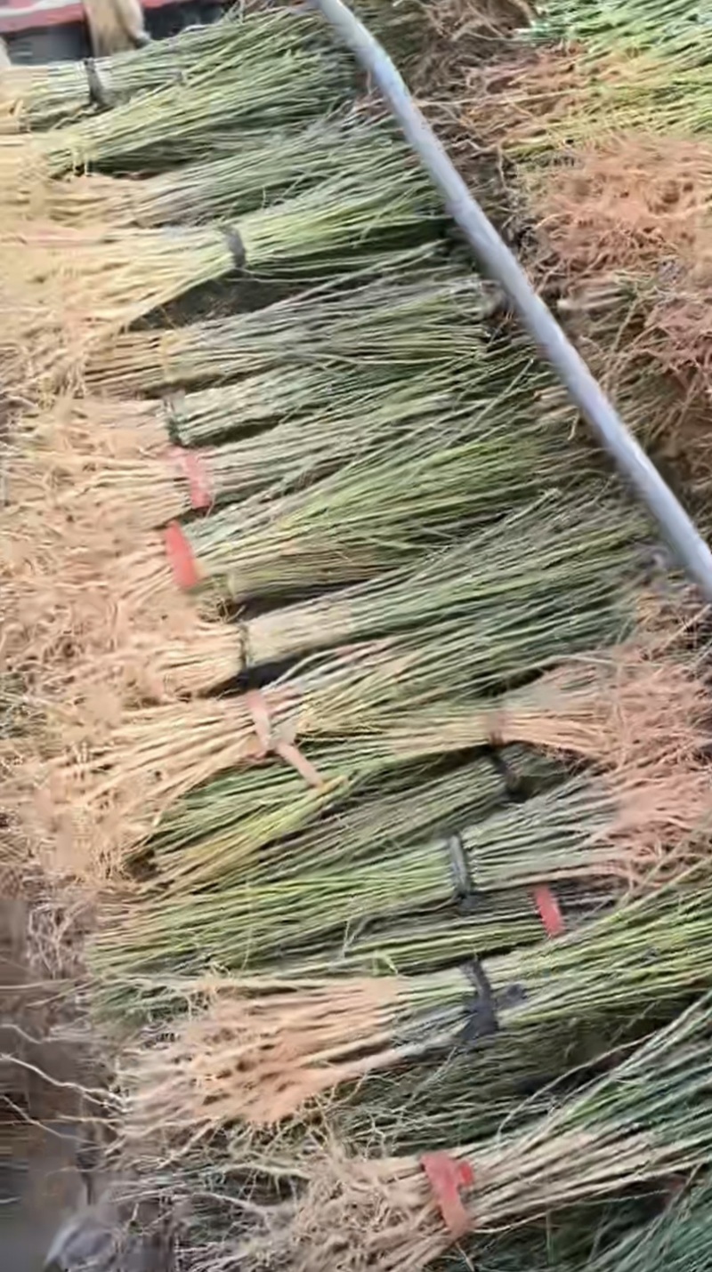 木姜子苗山仓子苗基地直发量大从优
