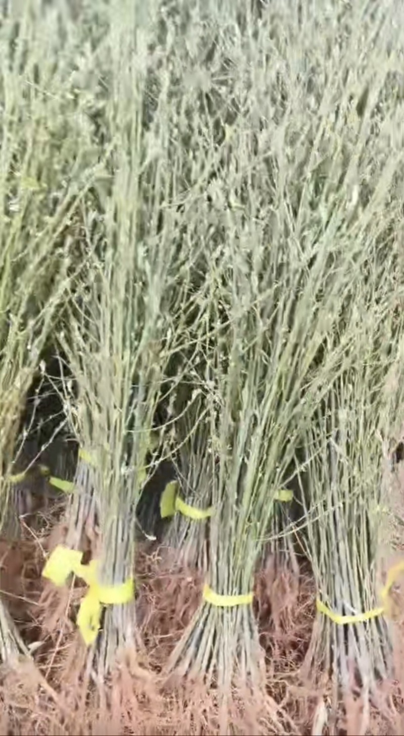 木姜子苗山仓子苗基地直发量大从优