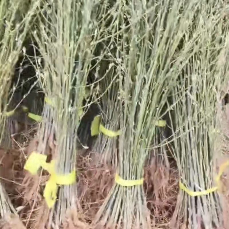 木姜子苗山仓子苗基地直发量大从优