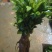 沉香芽苗