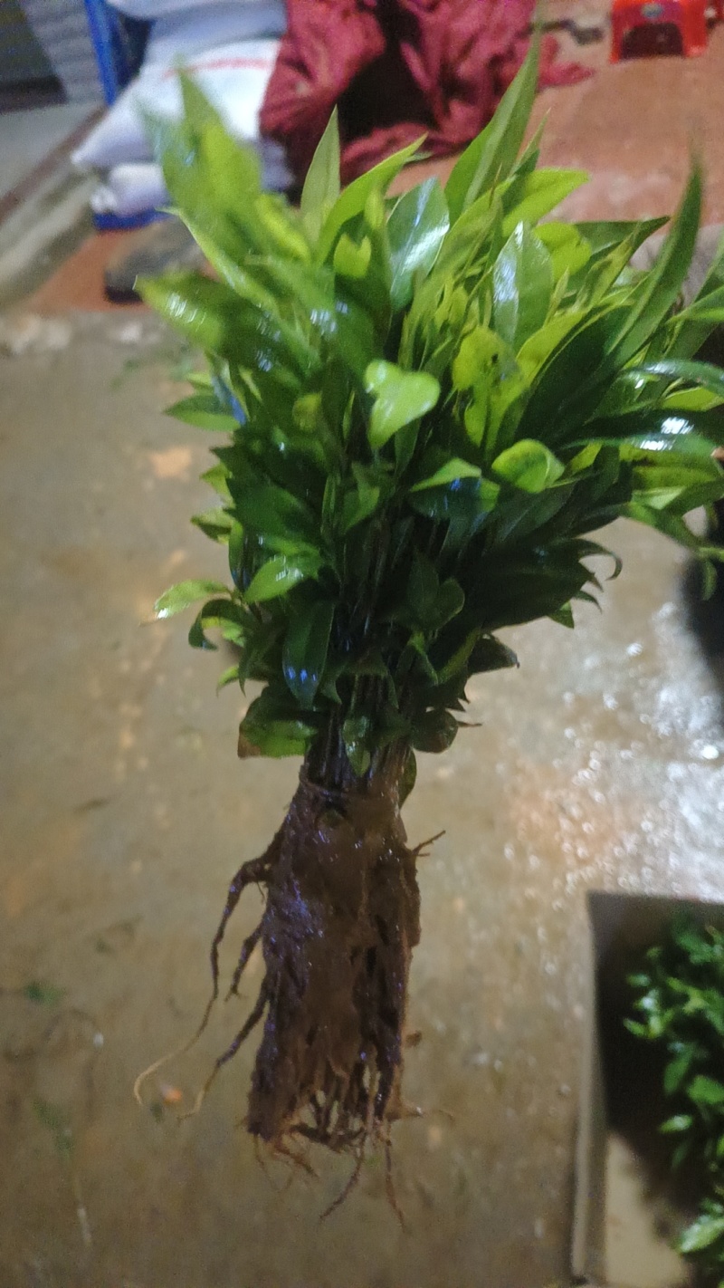 沉香芽苗