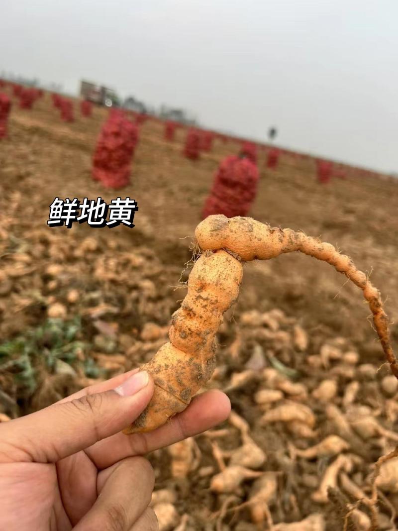 温县原产地特级九制熟地黄可入药全国发货一件代发保证品质
