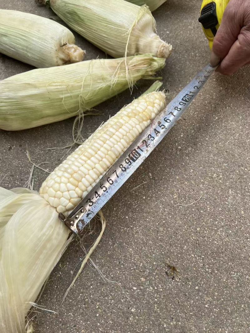 336糯玉米