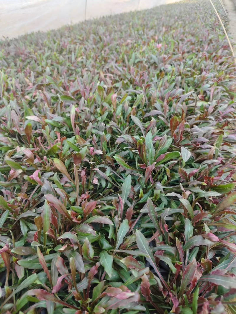 山桃草基地批发