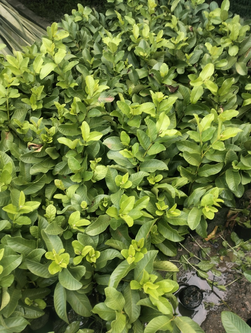 番石榴芭乐苗