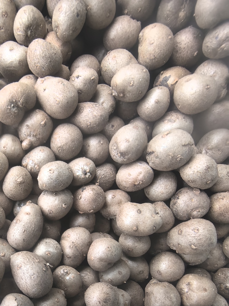 2026精品电商各种规格的山药豆大量供应！