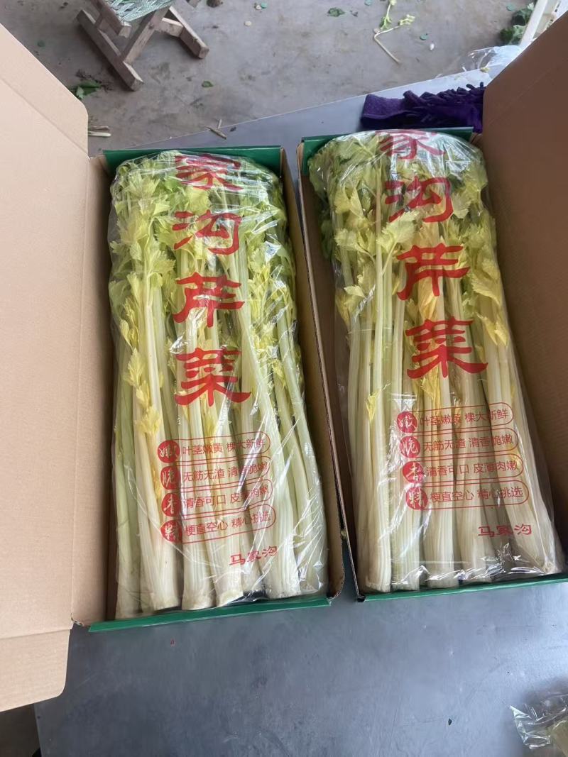 青岛平度马家沟空心芹菜，可以生吃的芹菜
