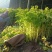 青岛平度马家沟空心芹菜，可以生吃的芹菜