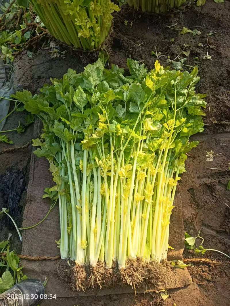 青岛平度马家沟空心芹菜，可以生吃的芹菜