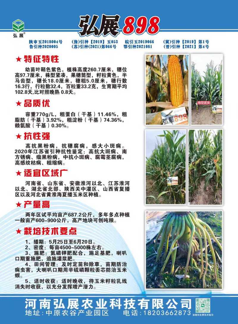 高产玉米种子大棒抗青枯抗锈抗抗穗腐黄金粮品质好