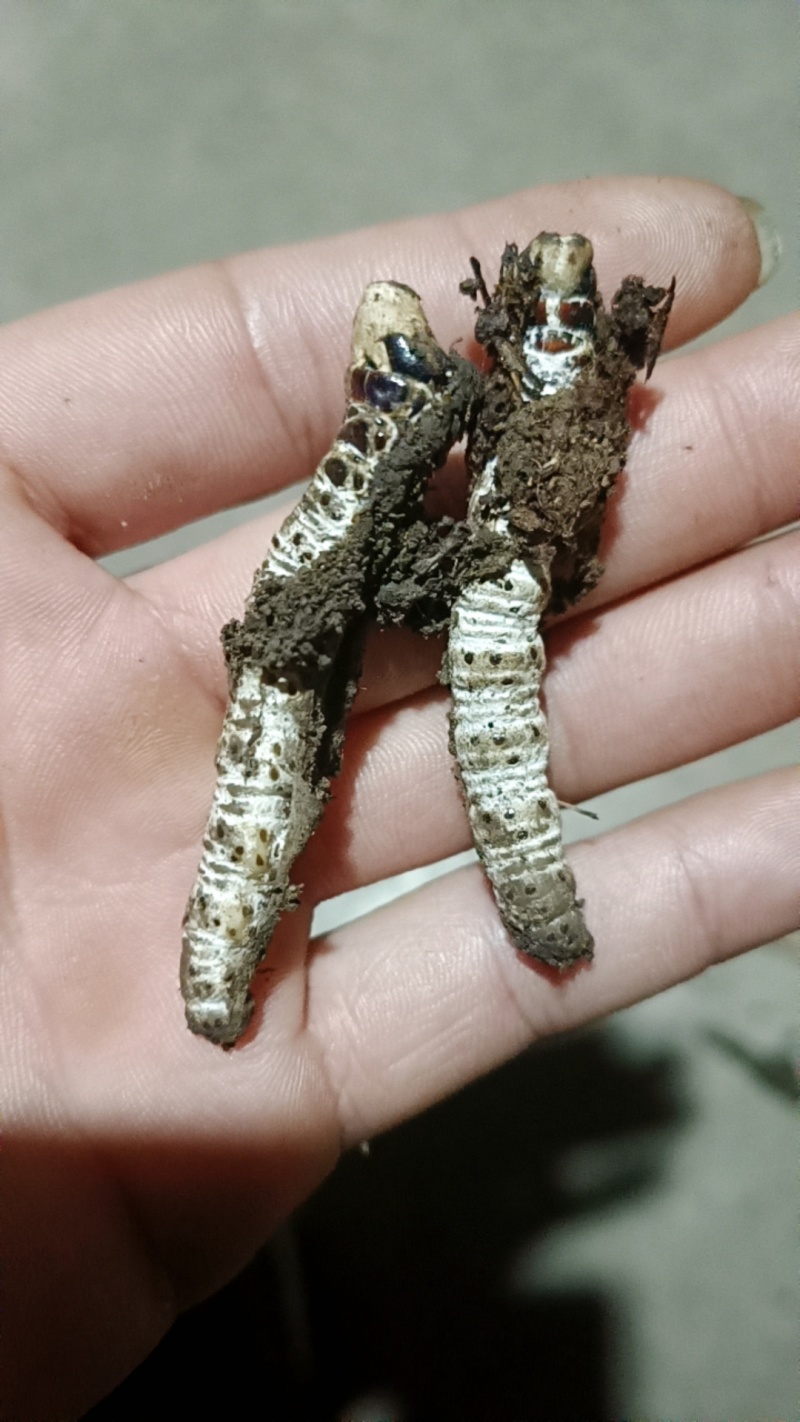 贵州虫草