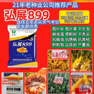 晚播早熟饲料玉米种子,高产抗病抗穗腐籽粒金黄蛋白质含高