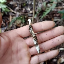 贵州虫草