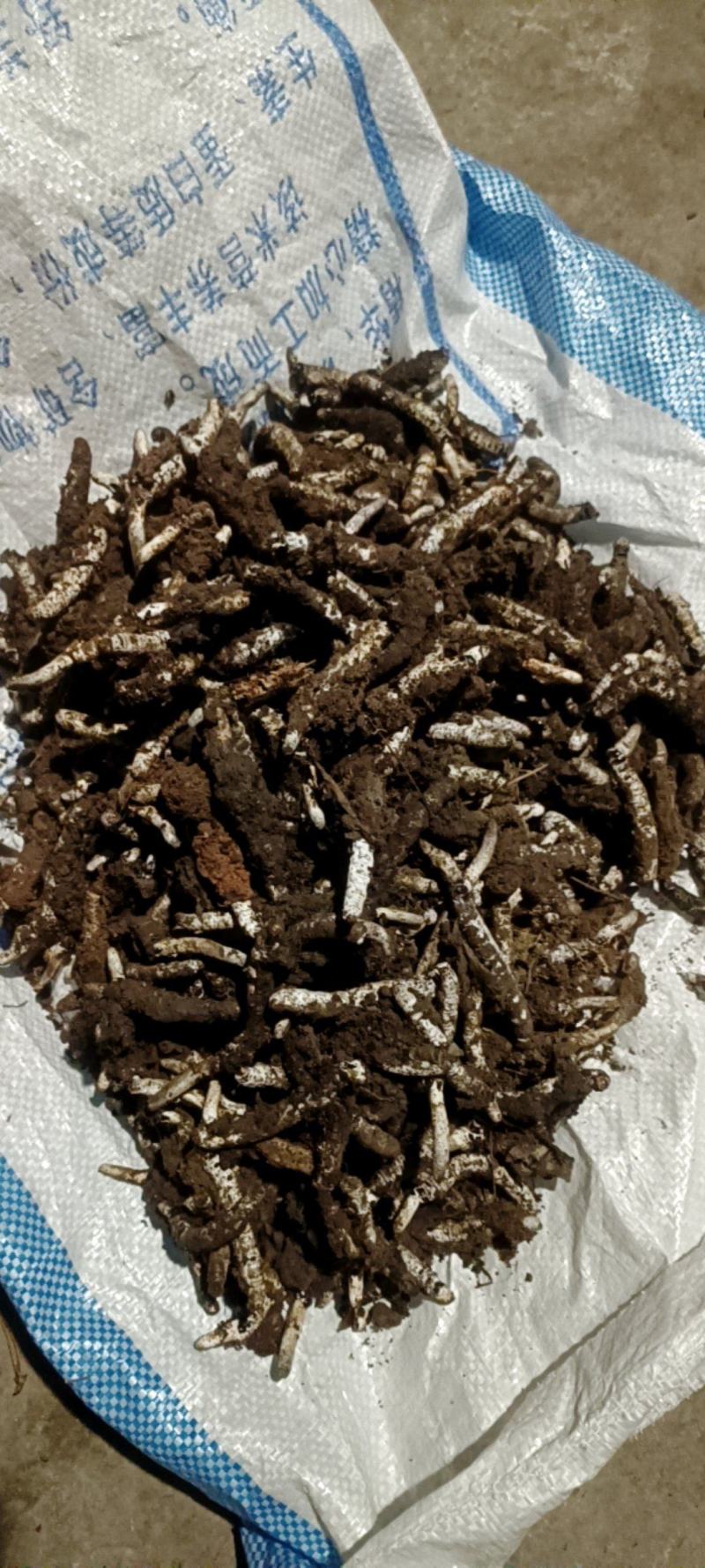 贵州虫草