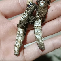 贵州虫草