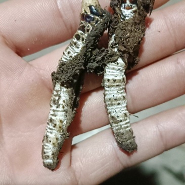贵州虫草