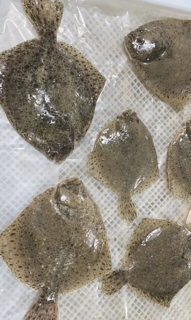 多宝鱼现货现发精品多宝鱼诚信经营基地直供品质优可视频看货
