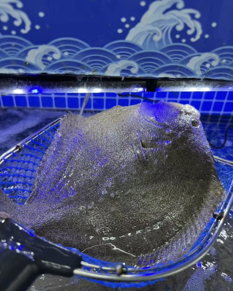 多宝鱼现货现发精品多宝鱼诚信经营基地直供品质优可视频看货