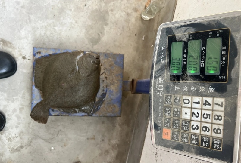 多宝鱼现货现发精品多宝鱼诚信经营基地直供品质优可视频看货
