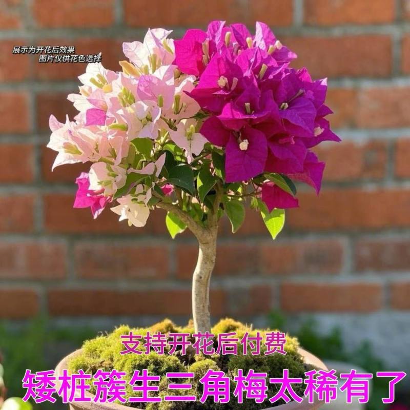 新品三角梅盆栽开花老桩四季花卉爆花耐热耐寒好养绿植