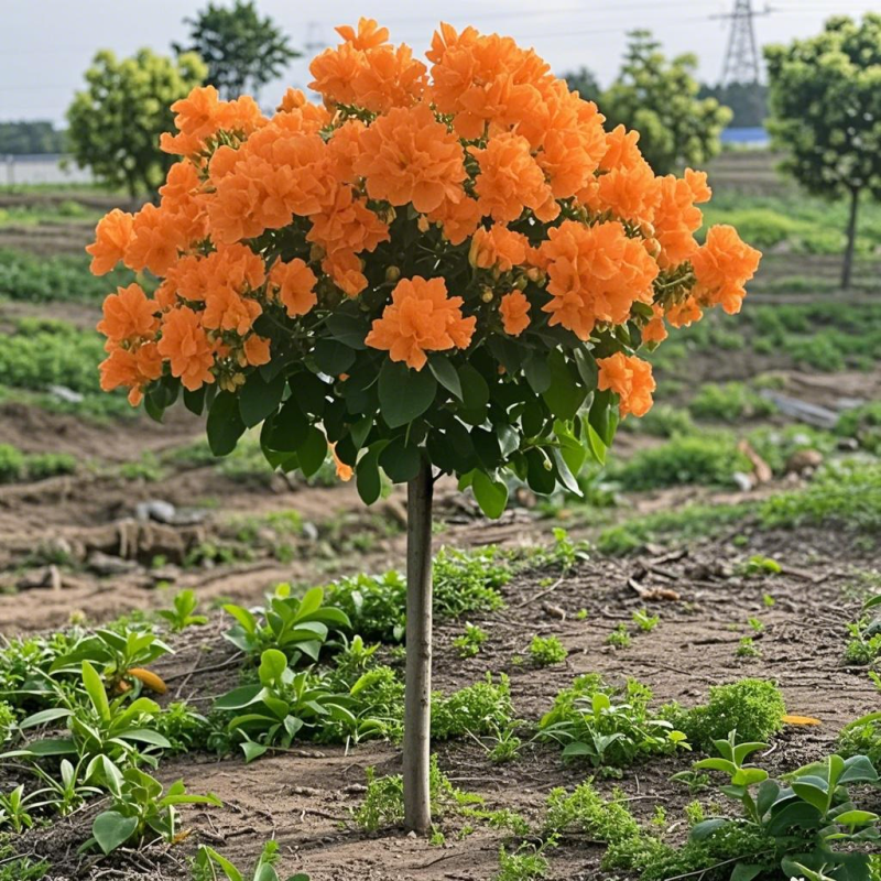 新品三角梅盆栽开花老桩四季花卉爆花耐热耐寒好养绿植