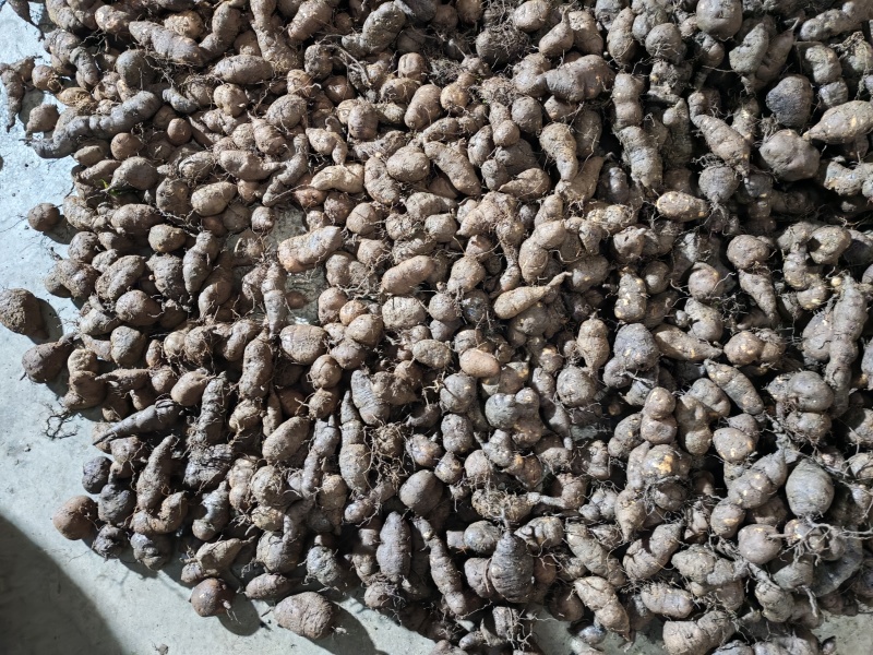 三叶青
